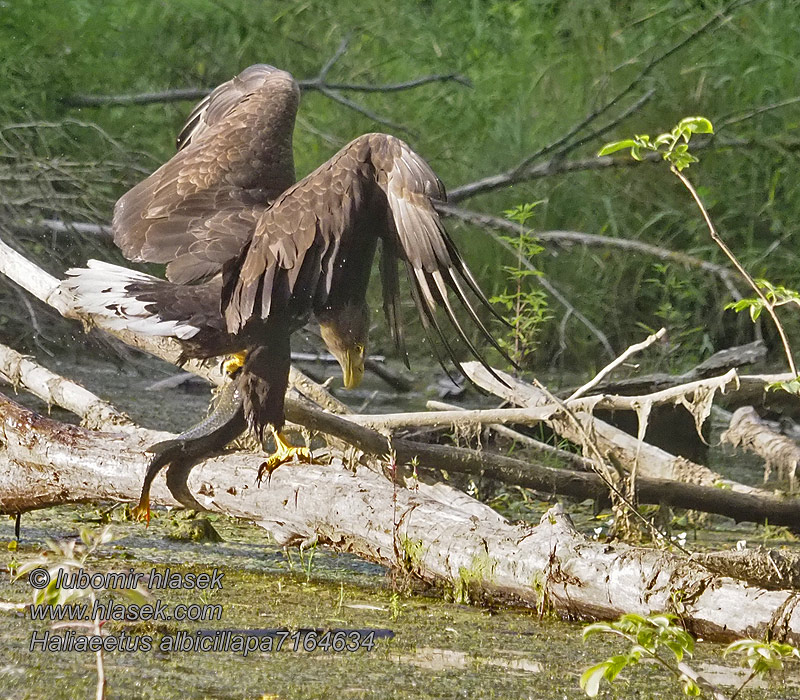 Orel mořský Haliaeetus albicilla