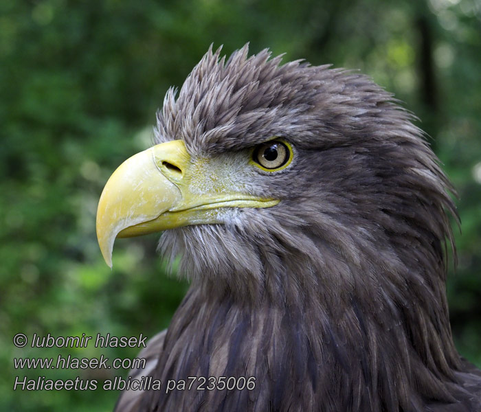 Orel mořský Haliaeetus albicilla