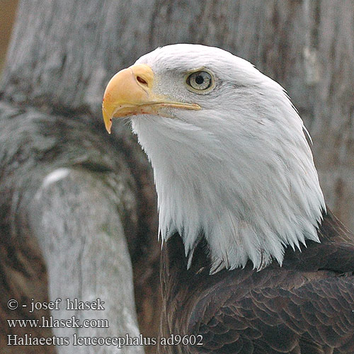 Haliaeetus leucocephalus American Bald Eagle Hvidhovedet havørn Valkopäämerikotka Pygargue tête blanche Amerikaanse zeearend Aquila testa bianca Fehérfejű rétisas Weißkopfseeadler Bielik amerykański Orol orliak bielohlavý Orel bělohlavý Aguila cabeza blanca Pigargo cabeciblanco Americano Vithövdad havsörn Орлан белоголовый ハクトウワシ Águia cabeça branca עיטם לבן ראש கழுகுகள்