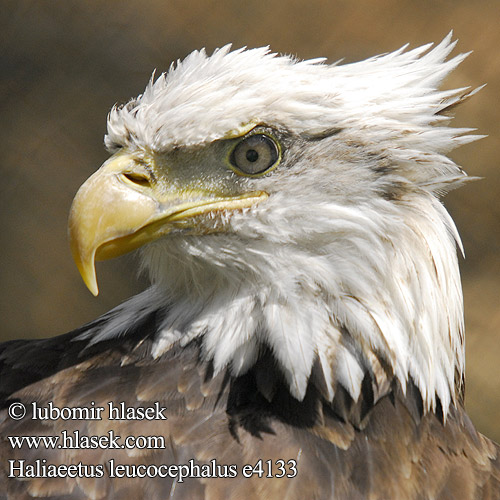 Haliaeetus leucocephalus e4133