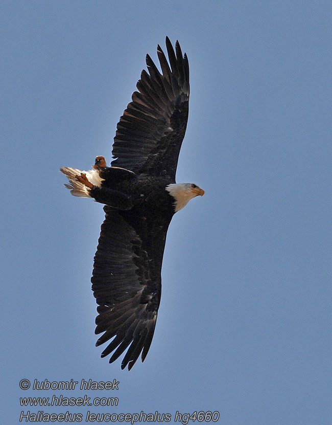 Valkopäämerikotka Pygargue tête blanche Haliaeetus leucocephalus