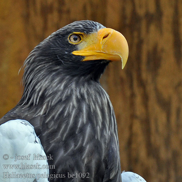 Steller's Sea Eagle Stellers havørn Kuningasmerikotka