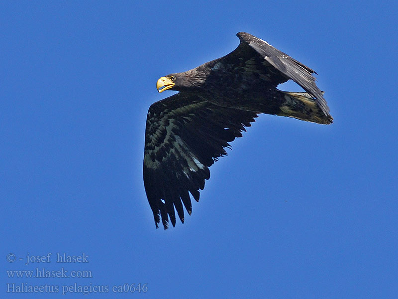 Steller's Sea Eagle Orel východní kamčatský