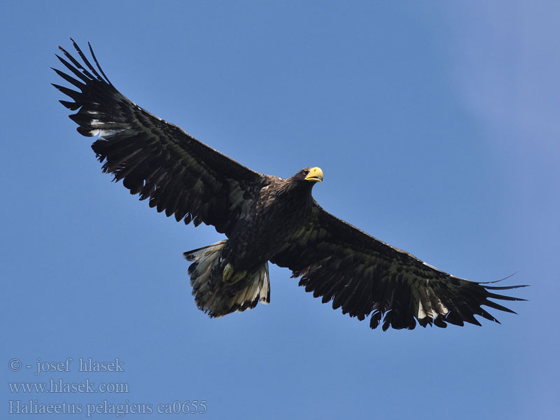 虎头海雕 Haliaeetus pelagicus