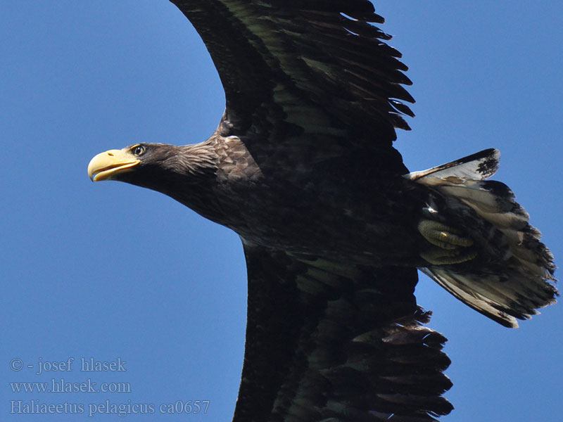 Белоплечий орлан Haliaeetus pelagicus