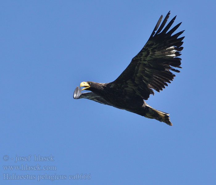 オオワシ 참수리 Haliaeetus pelagicus