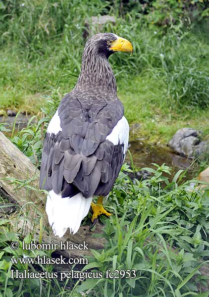 Haliaeetus pelagicus fc2953