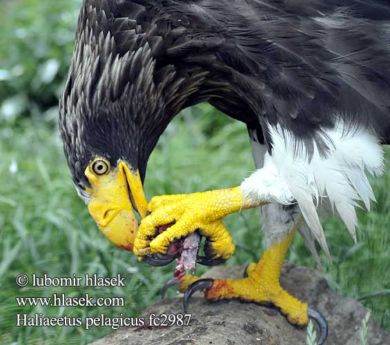 Steller's Sea Eagle Stellers havørn Kuningasmerikotka