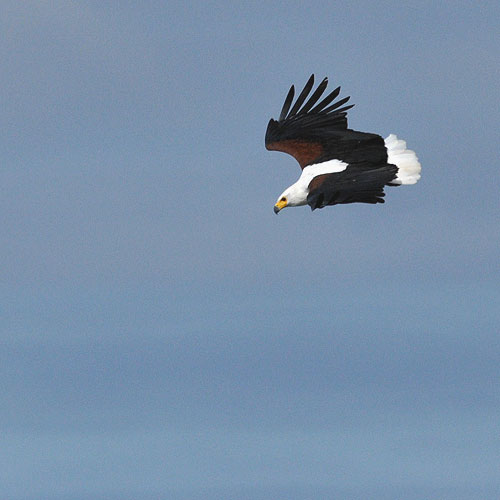 Schreiseeadler Afrikansk Flodørn Pigargo Vocinglero