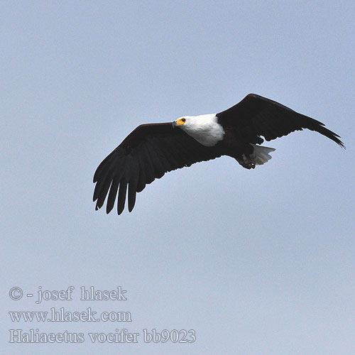 Aquila pescatrice africana サンショクウミワシ