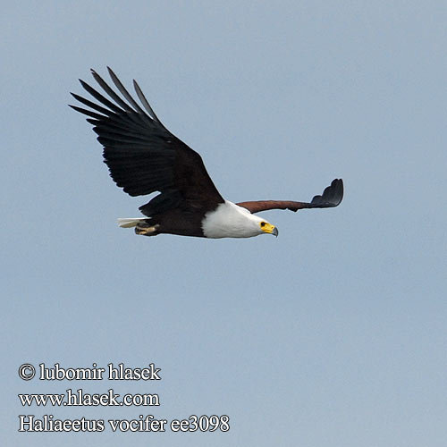 Lármás rétisas Vultur pescar african Haliaeetus vocifer