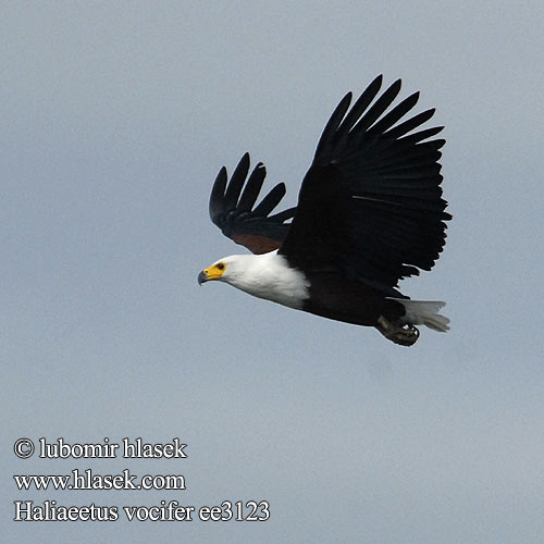 African Fish Eagle Orel jasnohlasý Schreiseeadler Afrikansk