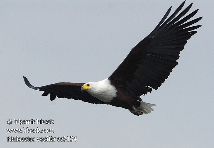 Pigargo Vocinglero Glymörn Aquila pescatrice africana