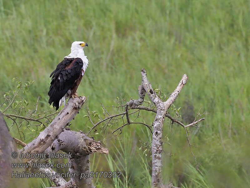 Haliaeetus vocifer