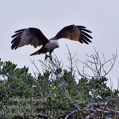 Haliastur indus Luňák brahmínský Brahminy Kite Milano Brahmán Brahminenweih Nibbio Brahama シロガシラトビ Браминска каня Brahminglente Valgepea-purihaugas Bramiinihaukka Milan tête blanche sacré Boalemba Bunéa Elang bondol Ulung-ulung Helang Ekor Cabang Brahmaanse Wouw Brahminy Kite Kania bramińska Браминский коршун Haja brahmanská