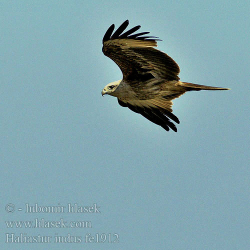 Helang Ekor Cabang Brahmaanse Wouw Brahminy Kite Kania bramińska Браминский коршун Haja brahmanská Haliastur indus Luňák brahmínský Brahminy Kite Milano Brahmán Brahminenweih Nibbio Brahama シロガシラトビ Браминска каня Brahminglente Valgepea-purihaugas Bramiinihaukka Milan tête blanche sacré Boalemba Bunéa Elang bondol Ulung-ulung