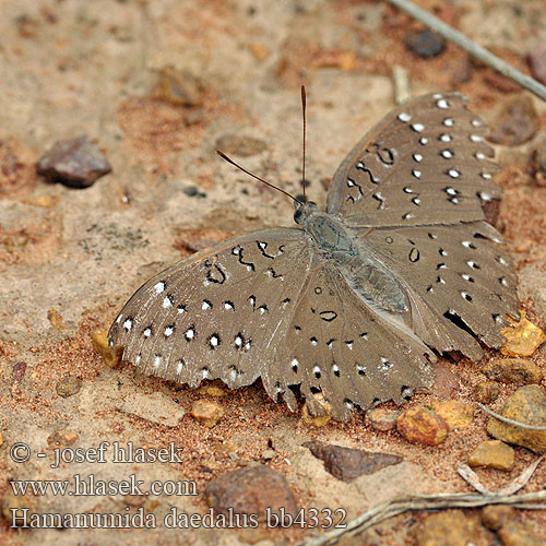 Hamanumida daedalus Guinea-fowl butterfly Гаманумида Дедал