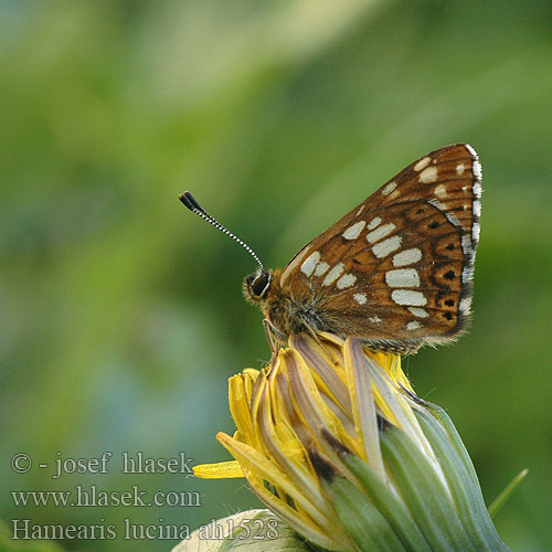 Duke Burgundy Fritillary Hájovník prvosienkový Lucine Люцина