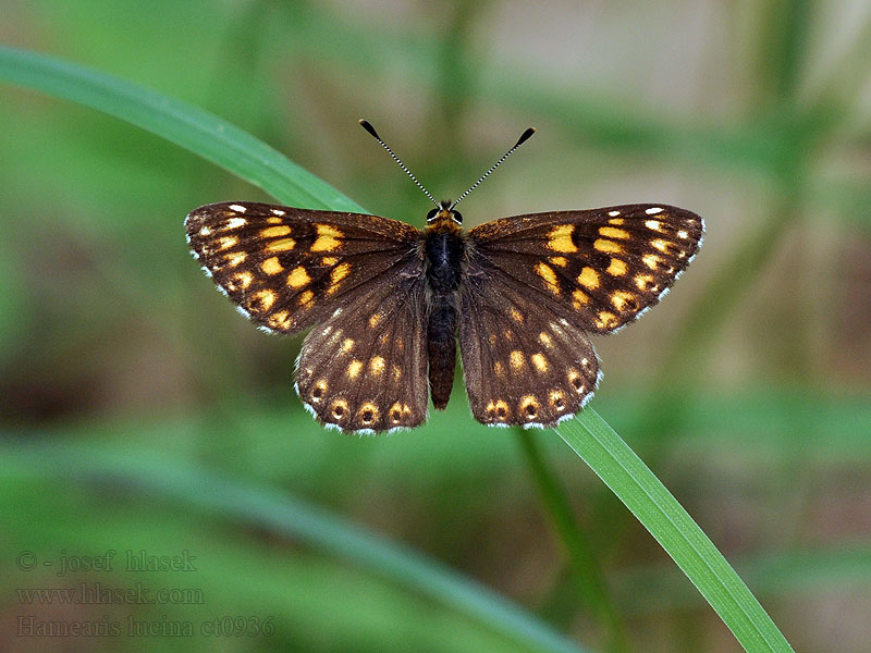 Duke Burgundy Fritillary Hamearis lucina