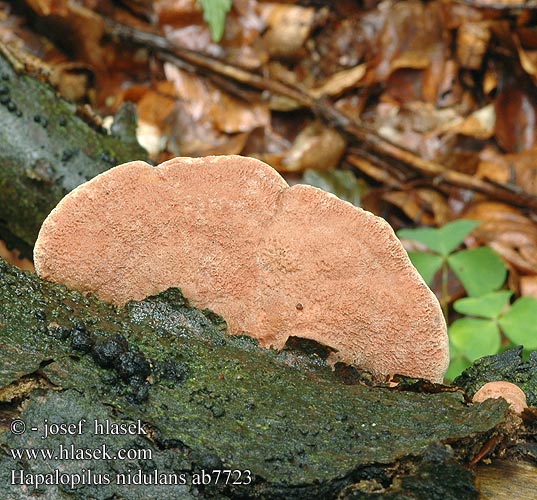 Hapalopilus nidulans Polyporus rutilans Cinnamon Bracket Hlínák červenající 彩孔菌 Rødlig Okkerporesvamp Okrakääpä Polypore rutilant Kussenvormige houtzwam アカゾメタケ Agyagsárga likacsosgomba Zimtfarbener Weichporling Kanelkjuke Miękusz rabarbrowy Гапалопилус красноватый Cimetasti mehkopor Lysticka