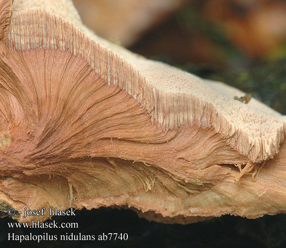 Miękusz rabarbrowy Гапалопилус красноватый Cimetasti mehkopor Lysticka Hapalopilus nidulans Polyporus rutilans Cinnamon Bracket Hlínák červenající 彩孔菌 Rødlig Okkerporesvamp Okrakääpä Polypore rutilant Kussenvormige houtzwam アカゾメタケ Agyagsárga likacsosgomba Zimtfarbener Weichporling Kanelkjuke