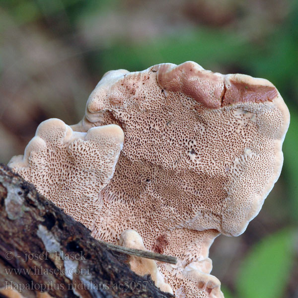 Kanelkjuke Miękusz rabarbrowy Гапалопилус красноватый Cimetasti mehkopor Lysticka Hapalopilus nidulans Polyporus rutilans Cinnamon Bracket Hlínák červenající 彩孔菌 Rødlig Okkerporesvamp Okrakääpä Polypore rutilant