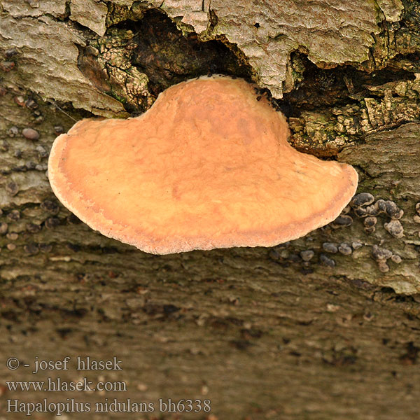 Cinnamon Bracket Hlínák červenající 彩孔菌 Rødlig Okkerporesvamp Okrakääpä Polypore rutilant Kussenvormige houtzwam アカゾメタケ Agyagsárga likacsosgomba Zimtfarbener Weichporling Kanelkjuke Miękusz rabarbrowy Гапалопилус красноватый Cimetasti mehkopor Lysticka Hapalopilus nidulans Polyporus rutilans