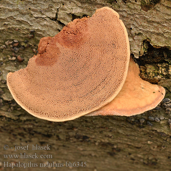 Rødlig Okkerporesvamp Okrakääpä Polypore rutilant Kussenvormige houtzwam アカゾメタケ Agyagsárga likacsosgomba Zimtfarbener Weichporling Kanelkjuke Miękusz rabarbrowy Гапалопилус красноватый Cimetasti mehkopor Lysticka Hapalopilus nidulans Polyporus rutilans Cinnamon Bracket Hlínák červenající 彩孔菌