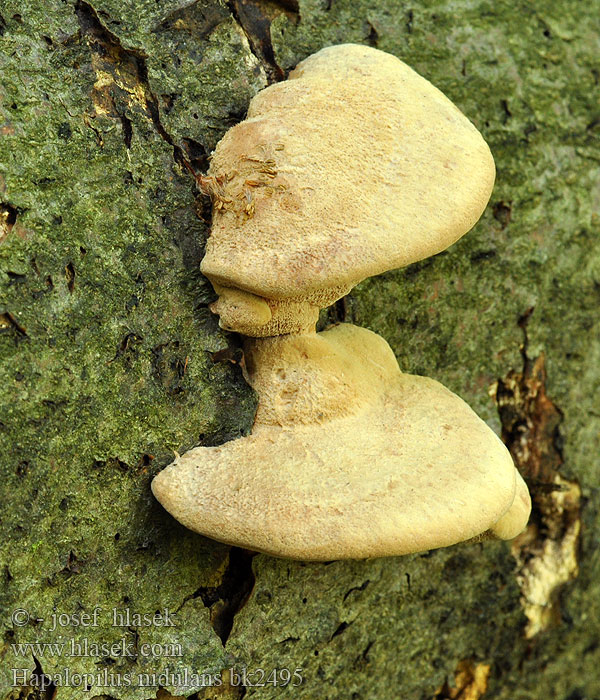 Kanelkjuke Miękusz rabarbrowy Гапалопилус красноватый Cimetasti mehkopor Lysticka Hapalopilus nidulans Polyporus rutilans Cinnamon Bracket Hlínák červenající 彩孔菌 Rødlig Okkerporesvamp Okrakääpä Polypore rutilant