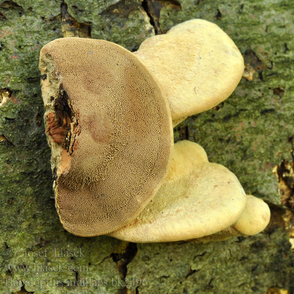 Cimetasti mehkopor Lysticka Hapalopilus nidulans Polyporus rutilans Cinnamon Bracket Hlínák červenající 彩孔菌 Rødlig Okkerporesvamp Okrakääpä Polypore rutilant