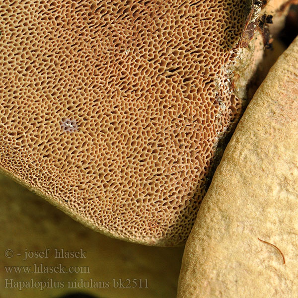 Polyporus rutilans Cinnamon Bracket Hlínák červenající 彩孔菌 Rødlig Okkerporesvamp Okrakääpä Polypore rutilant