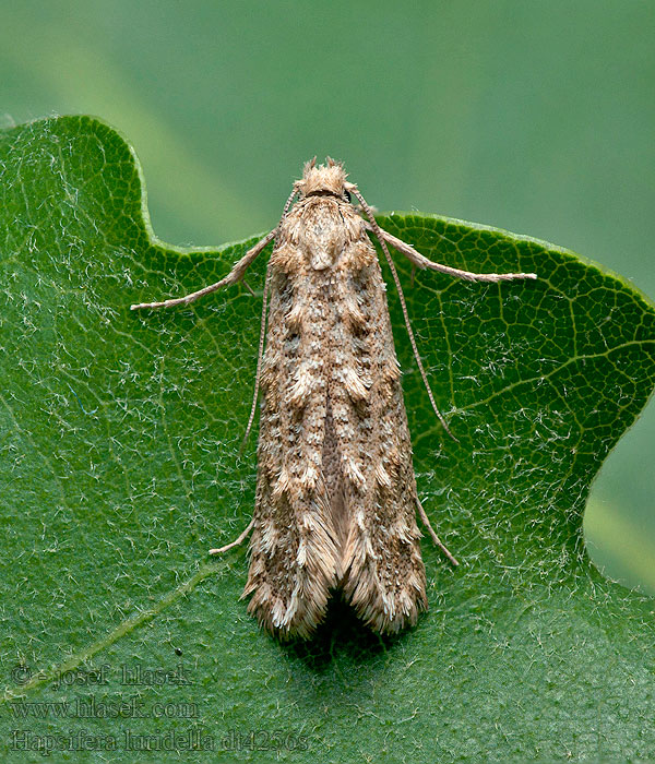 Hapsifera luridella