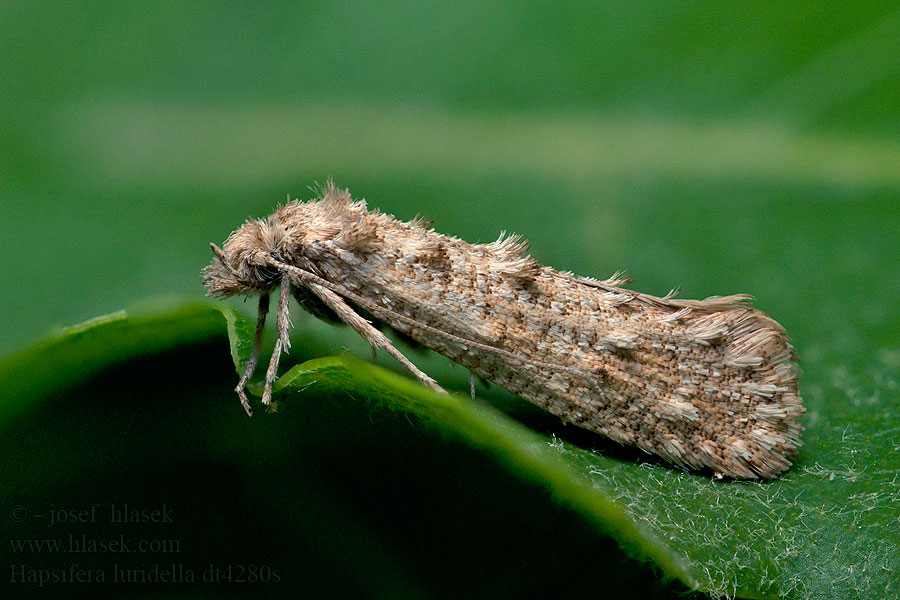 Hapsifera luridella