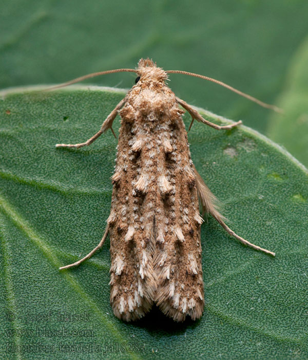 Hapsifera luridella