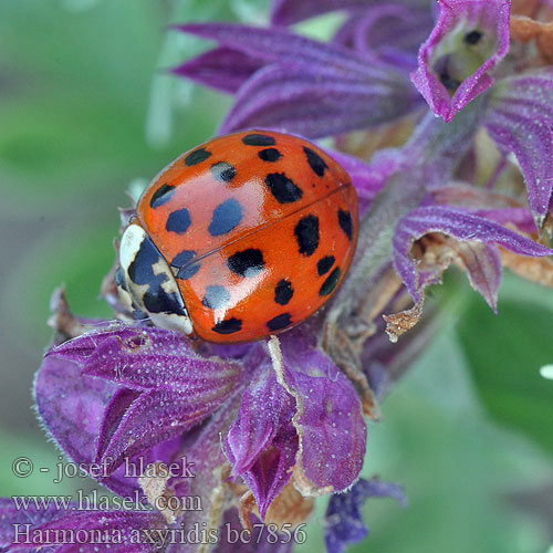 Harmonia axyridis Leis Asiatische Marienkäfer Harlekinmariehøne Coccinelle asiatique Harlekinkatica Slunéčko východní Veelkleurig Aziatisch lieveheersbeestje Harlekinmarihøne Harlekinnyckelpiga