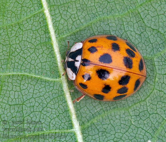 Harlekinmarihøne Harlekinnyckelpiga Harmonia axyridis