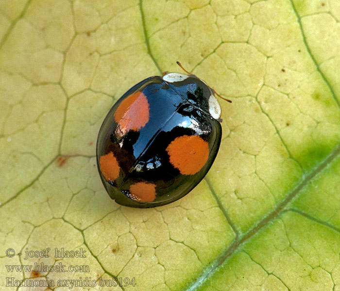 Harmonia axyridis Coccinelle asiatique Harlekinkatica Slunéčko východní