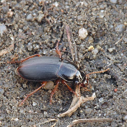 Harpalus autumnalis af1584