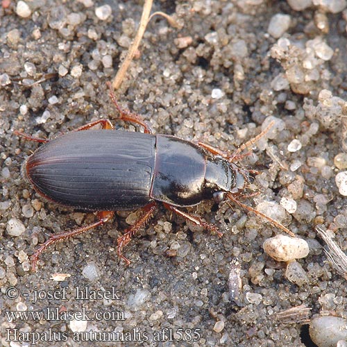 Harpalus autumnalis af1585