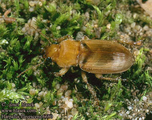 Harpalus flavescens 6680