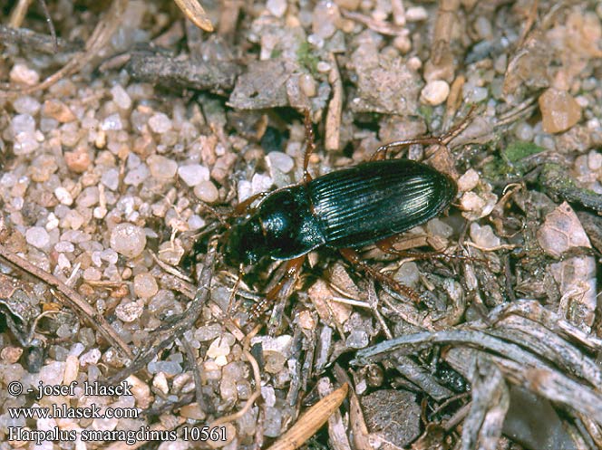 Harpalus smaragdinus 10561