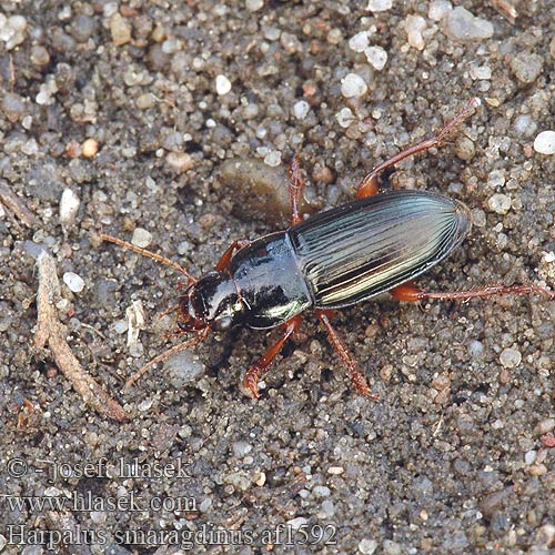 Harpalus smaragdinus af1592