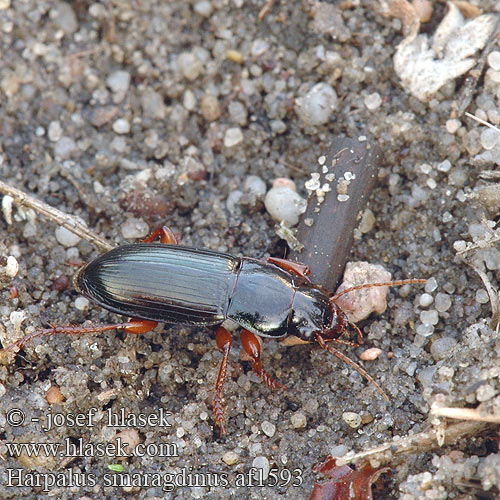 Harpalus smaragdinus af1593