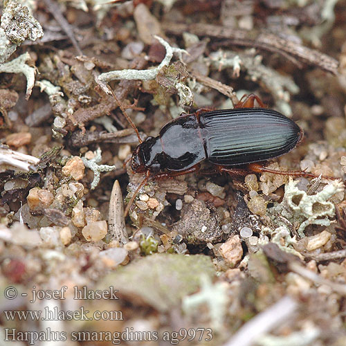 Harpalus smaragdinus ag9973