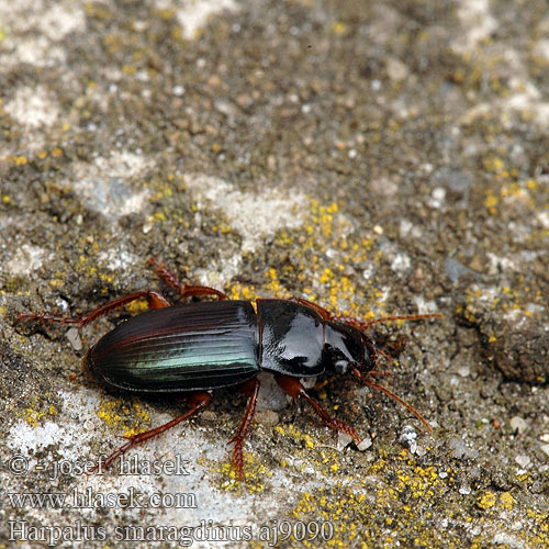 Harpalus smaragdinus