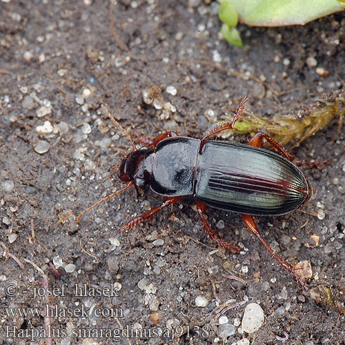 Harpalus smaragdinus