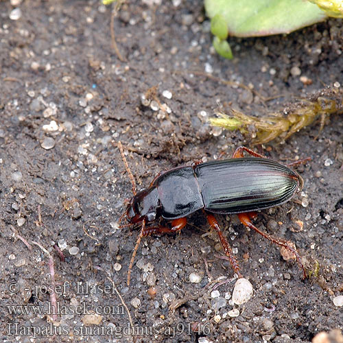 Harpalus smaragdinus