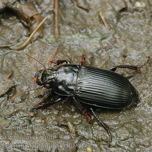 Harpalus zabroides af0599