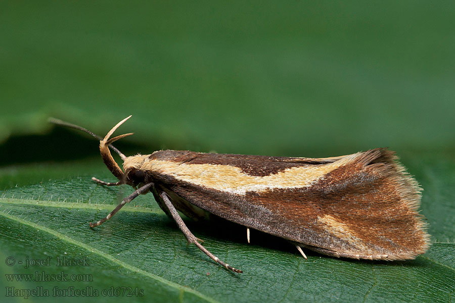 Tastermotte Harpella forficella