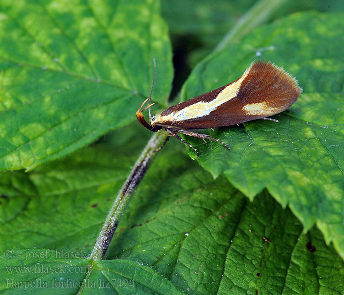 Harpella forficella Bruine molmboorder